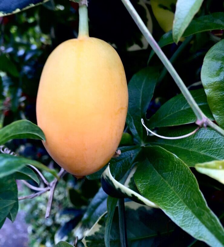 close up leaves_1048944 17431337 e1768040041968