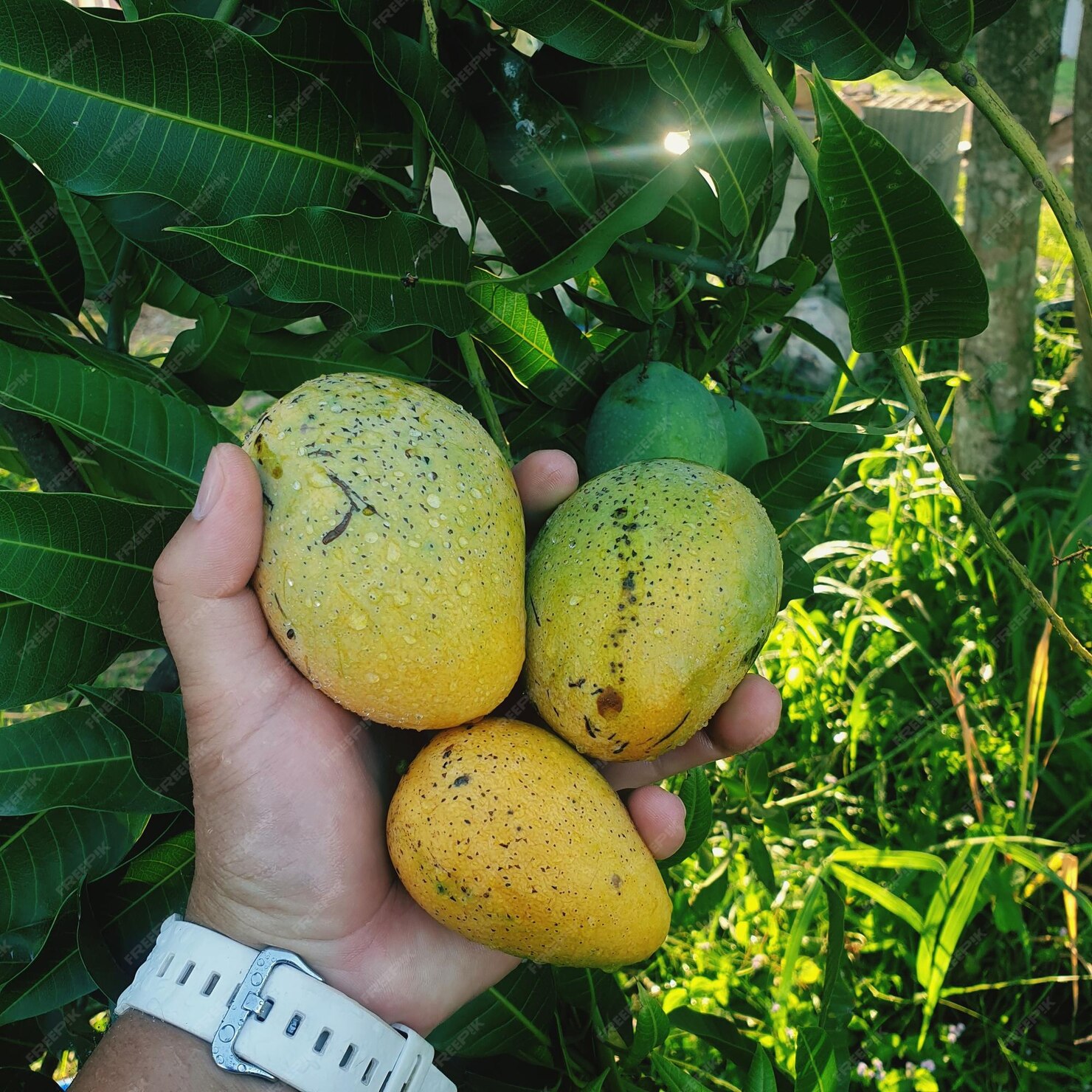 midsection person holding fruits_1048944 1384432 1
