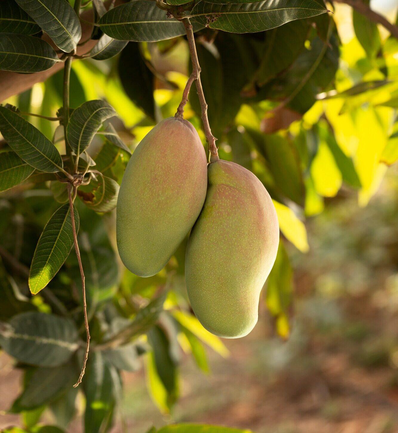 raw mango fruit tree_23 2149204838 1 e1768039890427
